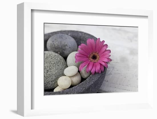 Gerbera Blossom, Shell, Stones-Andrea Haase-Framed Photographic Print
