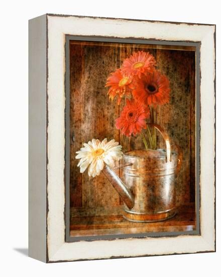 Gerbera Daisies in a Watering Can-Colin Anderson-Framed Premier Image Canvas