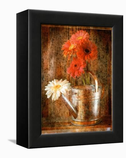 Gerbera Daisies in a Watering Can-Colin Anderson-Framed Premier Image Canvas