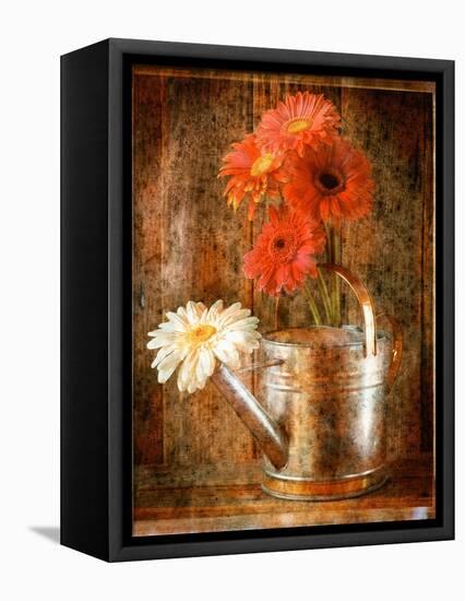 Gerbera Daisies in a Watering Can-Colin Anderson-Framed Premier Image Canvas
