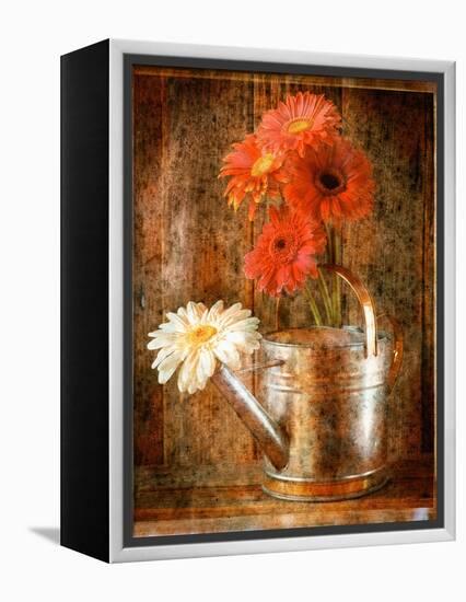 Gerbera Daisies in a Watering Can-Colin Anderson-Framed Premier Image Canvas