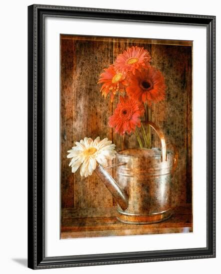 Gerbera Daisies in a Watering Can-Colin Anderson-Framed Photographic Print