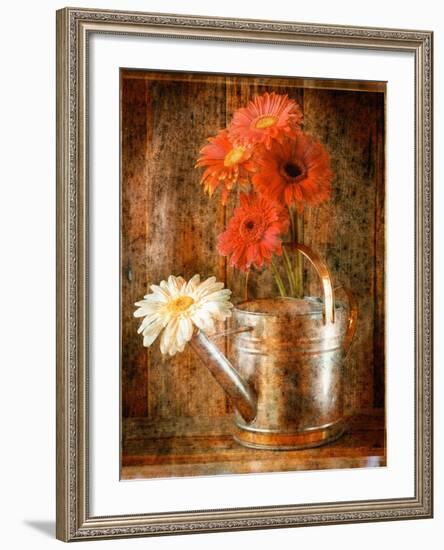 Gerbera Daisies in a Watering Can-Colin Anderson-Framed Photographic Print