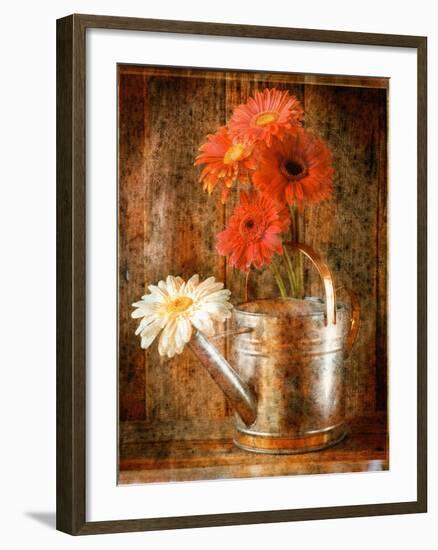 Gerbera Daisies in a Watering Can-Colin Anderson-Framed Photographic Print