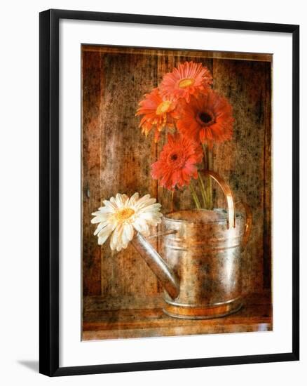 Gerbera Daisies in a Watering Can-Colin Anderson-Framed Photographic Print