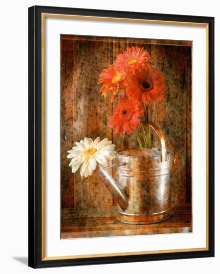 Gerbera Daisies in a Watering Can-Colin Anderson-Framed Photographic Print