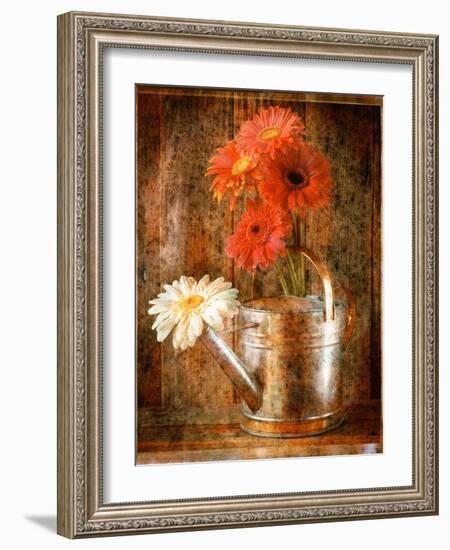 Gerbera Daisies in a Watering Can-Colin Anderson-Framed Photographic Print