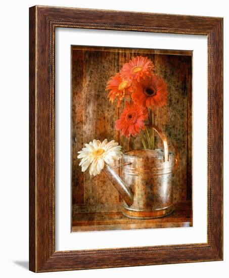 Gerbera Daisies in a Watering Can-Colin Anderson-Framed Photographic Print