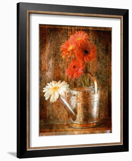 Gerbera Daisies in a Watering Can-Colin Anderson-Framed Photographic Print