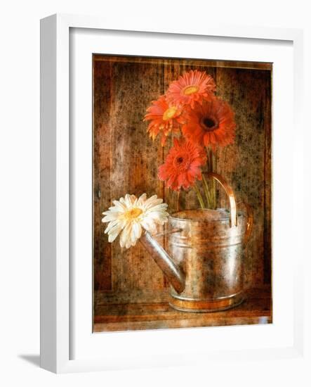 Gerbera Daisies in a Watering Can-Colin Anderson-Framed Photographic Print