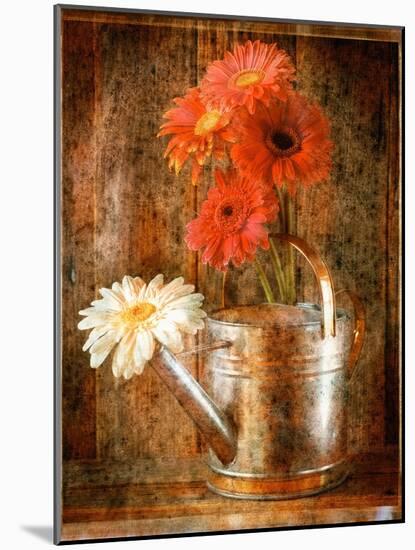 Gerbera Daisies in a Watering Can-Colin Anderson-Mounted Photographic Print