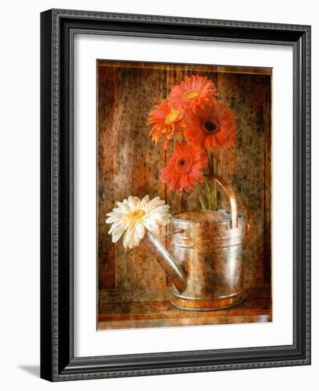 Gerbera Daisies in a Watering Can-Colin Anderson-Framed Photographic Print