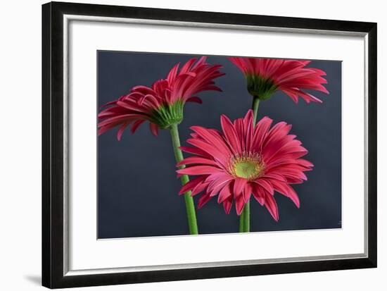 Gerbera Daisy HDR-Gordon Semmens-Framed Photographic Print