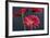 Gerbera Daisy HDR-Gordon Semmens-Framed Photographic Print