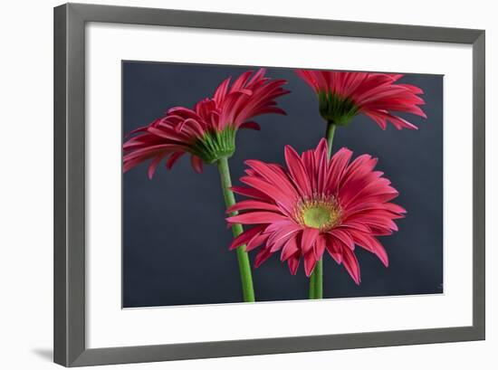 Gerbera Daisy HDR-Gordon Semmens-Framed Photographic Print