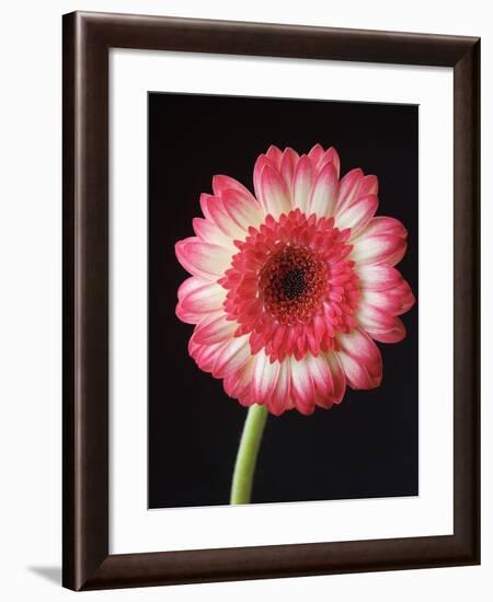 Gerbera Daisy on Dark Background-Clive Nichols-Framed Photographic Print