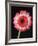 Gerbera Daisy on Dark Background-Clive Nichols-Framed Photographic Print