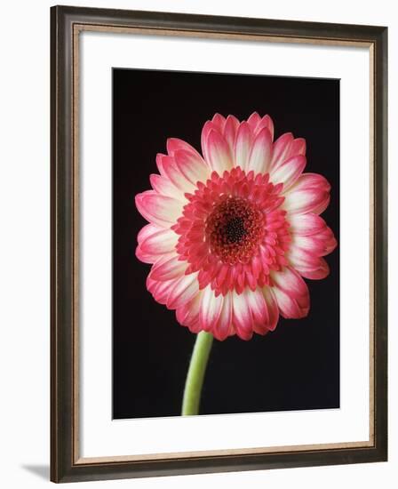 Gerbera Daisy on Dark Background-Clive Nichols-Framed Photographic Print