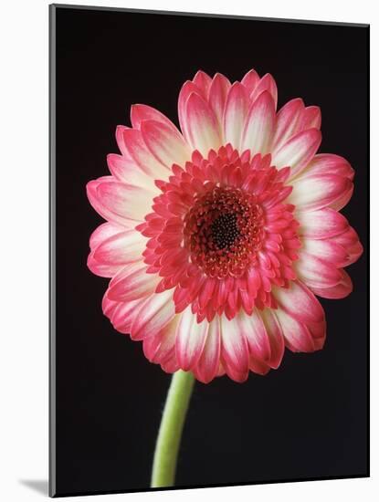 Gerbera Daisy on Dark Background-Clive Nichols-Mounted Photographic Print