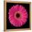 Gerbera Daisy Pink-Jim Christensen-Framed Stretched Canvas