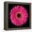 Gerbera Daisy Pink-Jim Christensen-Framed Stretched Canvas