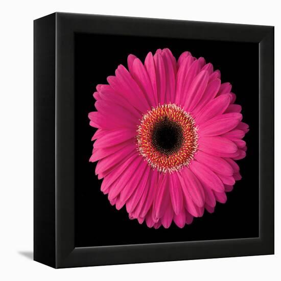 Gerbera Daisy Pink-Jim Christensen-Framed Stretched Canvas