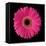 Gerbera Daisy Pink-Jim Christensen-Framed Stretched Canvas