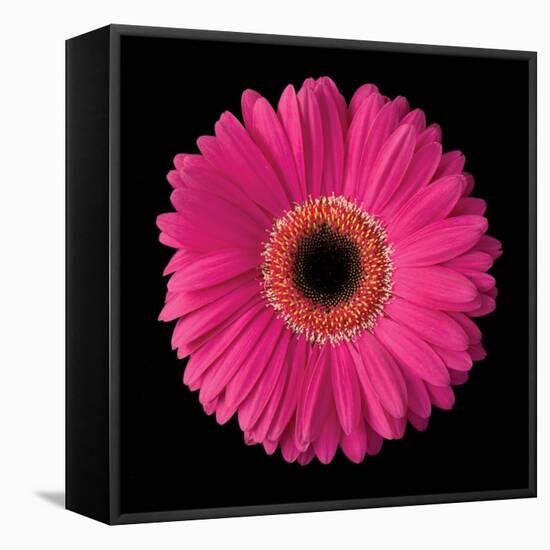 Gerbera Daisy Pink-Jim Christensen-Framed Stretched Canvas