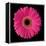 Gerbera Daisy Pink-Jim Christensen-Framed Stretched Canvas