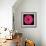 Gerbera Daisy Pink-Jim Christensen-Framed Photo displayed on a wall