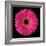 Gerbera Daisy Pink-Jim Christensen-Framed Photo