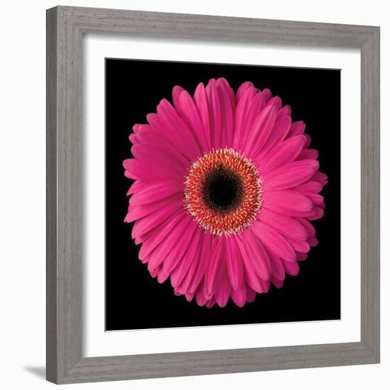 Gerbera Daisy Pink-Jim Christensen-Framed Photo