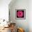 Gerbera Daisy Pink-Jim Christensen-Framed Photo displayed on a wall