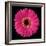 Gerbera Daisy Pink-Jim Christensen-Framed Photo