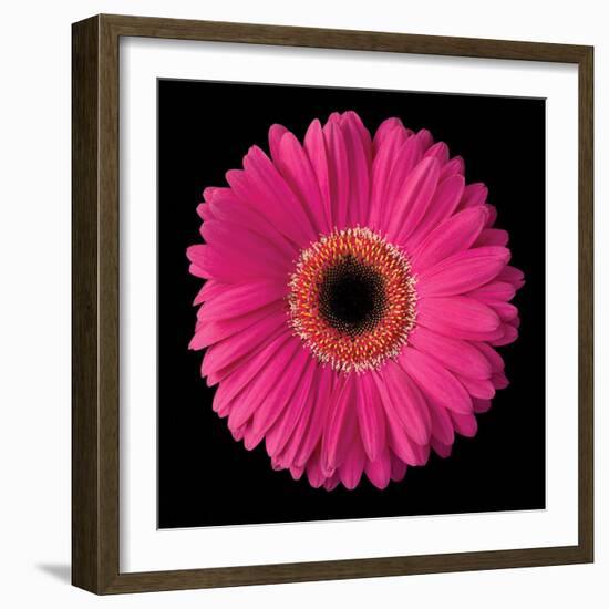 Gerbera Daisy Pink-Jim Christensen-Framed Photo