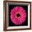 Gerbera Daisy Pink-Jim Christensen-Framed Photo