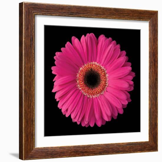 Gerbera Daisy Pink-Jim Christensen-Framed Photo