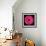 Gerbera Daisy Pink-Jim Christensen-Framed Photo displayed on a wall