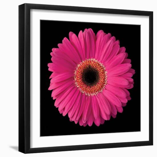 Gerbera Daisy Pink-Jim Christensen-Framed Photo