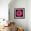 Gerbera Daisy Pink-Jim Christensen-Framed Photo displayed on a wall