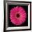 Gerbera Daisy Pink-Jim Christensen-Framed Photo