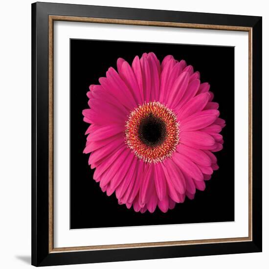 Gerbera Daisy Pink-Jim Christensen-Framed Photo