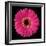 Gerbera Daisy Pink-Jim Christensen-Framed Photo