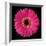 Gerbera Daisy Pink-Jim Christensen-Framed Photo