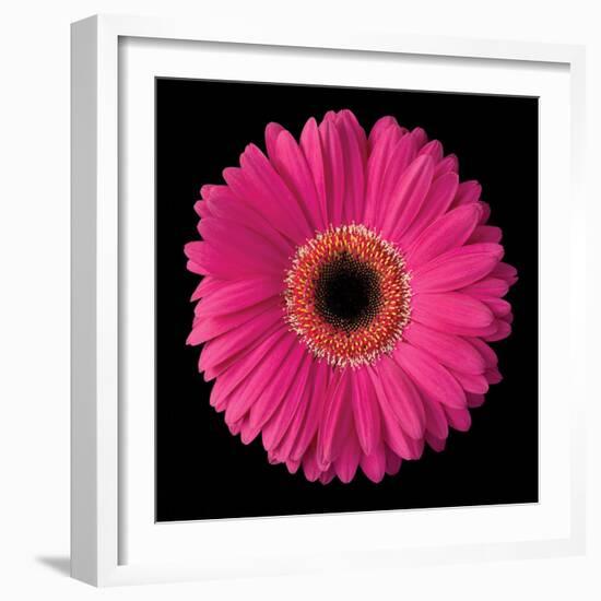 Gerbera Daisy Pink-Jim Christensen-Framed Photo