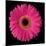 Gerbera Daisy Pink-Jim Christensen-Mounted Photo