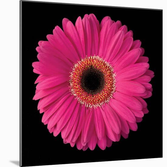 Gerbera Daisy Pink-Jim Christensen-Mounted Photo