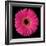 Gerbera Daisy Pink-Jim Christensen-Framed Photo