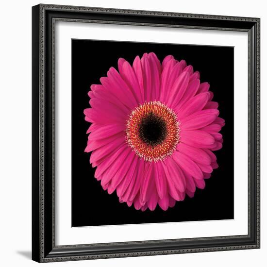 Gerbera Daisy Pink-Jim Christensen-Framed Photo