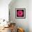 Gerbera Daisy Pink-Jim Christensen-Framed Photo displayed on a wall